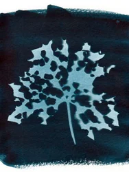 Sygt blad, 2023 (cyanotype)