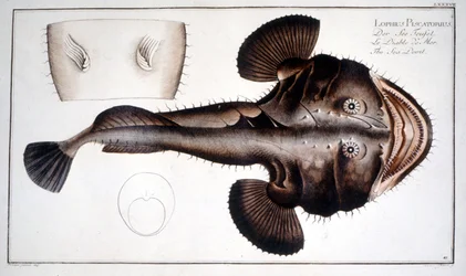 Naturhistorisk plade: Lotte d