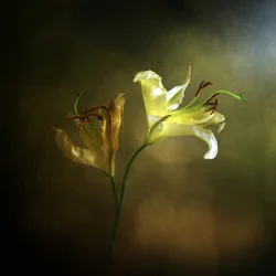 Blomstrende og visnende lilje