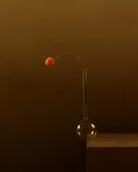 Minimalistisk appelsinblomst