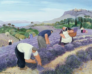 Lavender