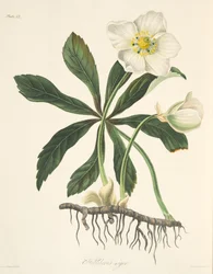 Sort nyserod eller julerose, fra Blomsterillustrationer af årstiderne, udgivet 1829