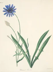 Blue Catananche, fra Floral Illustrations of the Seasons, pub. 1829 (håndfarvet gravering)