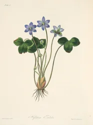 Common Blue Hepatica, fra Floral Illustrations of the Seasons, pub. 1829 (håndfarvet gravering)