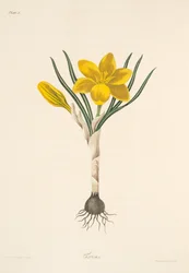 Almindelig gul krokus, fra Blomsterillustrationer af årstiderne, pub. 1829 (håndfarvet gravering)