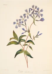 Early Flowering Lychnidea, fra Floral Illustrations of the Seasons, pub. 1829 (håndfarvet gravering)