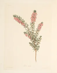 Kødfarvet, tidligt flydende Heath, fra Floral Illustrations of the Seasons, pub. 1829 (håndfarvet gravering)