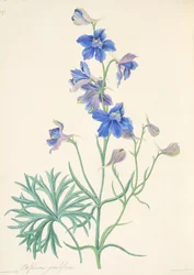 Storblomstret ridderspore, fra Blomsterillustrationer af årstiderne, udgivet 1829