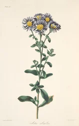 Italiensk Aster, fra Floral Illustrations of the Seasons, pub. 1829 (håndfarvet gravering)
