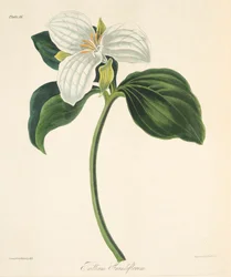 Large Flowered Trillium, fra Floral Illustrations of the Seasons, pub. 1829 (håndfarvet gravering)