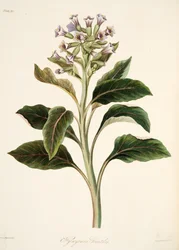 Oriental Hyoscyamus, fra Floral Illustrations of the Seasons, pub. 1829 (håndfarvet gravering)