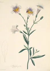 Malet Salpiglossis, fra Floral Illustrations of the Seasons, udg. 1829 (håndkoloreret gravering)