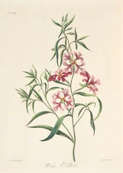 Pretty Clarkia, fra Floral Illustrations of the Seasons, pub. 1829 (håndfarvet gravering)