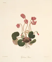 Round Leaved Cyclamen, fra Floral Illustrations of the Seasons, pub. 1829 (håndfarvet gravering)
