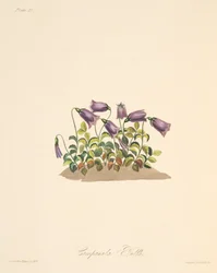 Russet Bell Flower, fra Floral Illustrations of the Seasons, pub. 1829 (håndfarvet gravering)