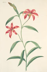 Selvfarvet kinesisk lilje, fra Floral Illustrations of the Seasons, pub. 1829 (håndfarvet gravering)