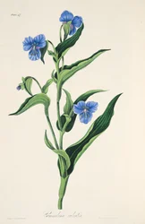Himmelblå Commelina, fra Floral Illustrations of the Seasons, pub. 1829 (håndfarvet gravering)