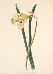 Spansk påskelilje, fra Floral Illustrations of the Seasons, pub. 1829 (håndfarvet gravering)