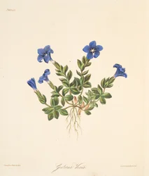 Spring Gentian, fra Floral Illustrations of the Seasons, pub. 1829 (håndfarvet gravering)