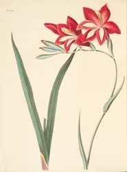 Fremragende Corn-Flag, fra Floral Illustrations of the Seasons, pub. 1829 (håndfarvet gravering)