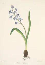 Two-leaved Squill, fra Floral Illustrations of the Seasons, pub. 1829 (håndfarvet gravering)