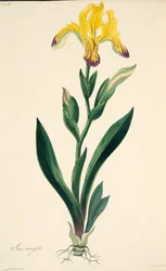 Variegated Iris, fra Floral Illustrations of the Seasons, pub. 1829 (håndfarvet gravering)