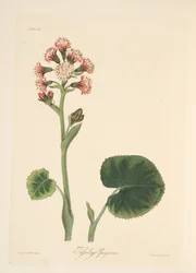 Winter Heliotrope, fra Floral Illustrations of the Seasons, pub. 1829 (håndfarvet gravering)