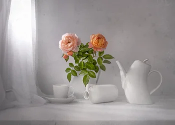 Morgenrose-te