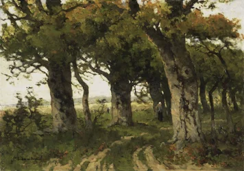 Avenue of Oaks i sensommeren