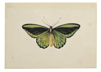 Sommerfugl, Almindelig grøn mosaikguldsmed (Ornithoptera priamus)