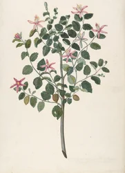 Studie af en plante med rødlilla blomster Sebastiana africana purpurea, 1695.