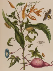 Illustration fra 