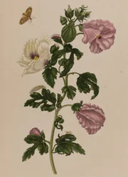 Illustration fra "Metamorphosis insectorum Surinamensium. Ofte Verandering der Surinaamsche Insecten", udgivet i 1705 (farvet stik)