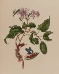 Illustration fra 
