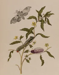Illustration fra 