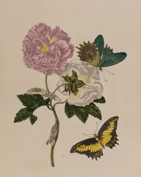Illustration fra 