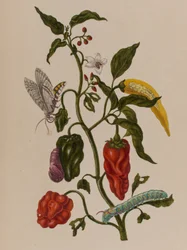 Illustration fra 