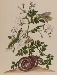 Illustration fra 