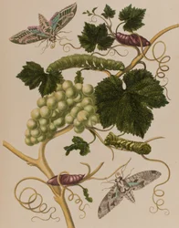 Illustration fra "Metamorphosis insectorum Surinamensium. Ofte Verandering der Surinaamsche Insecten", udgivet i 1705 (farvet stik)