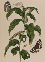 Illustration fra "Metamorphosis insectorum Surinamensium. Ofte Verandering der Surinaamsche Insecten", udgivet i 1705 (farvet stik)