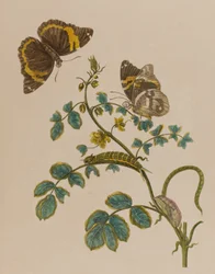 Illustration fra 