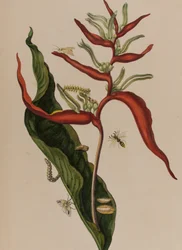 Illustration fra 