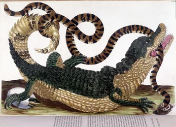 Kamp mellem en krokodille og en slange - i "" Generel historie om insekter i Surinam og hele Europa", af Maria Sibylla de Merian, Paris