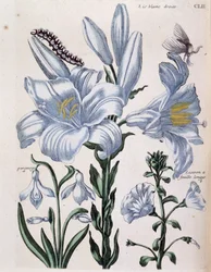 Lys (lis) hvid højre- og langbladskant - i "General History of the Insects of Surinam and All of Europe"" af Maria Sibylla de Merian, red. Desnos, Paris