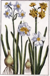 Narcissus - i "" Generel historie om insekterne i Surinam og hele Europa"" af Maria Sibylla de Merian, red. Desnos, Paris