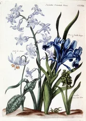 Hvid orientalsk hyacint, stor bladiris, hundetand, stor blå muscari - i "General history of the insects of Surinam and all of Europe"" af Maria Sibylla de Merian, red. Desnos, Paris