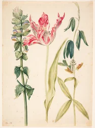 3 blomster, i midten en tulipan