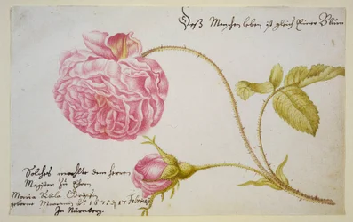 Albumblad med en rose, 1675
