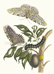 Arbre de gomme-gutte. Fra bogen Metamorphosis insectorum Surinamensium, 1705.