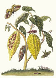 Kakao. Fra bogen Metamorphosis insectorum Surinamensium, 1705.